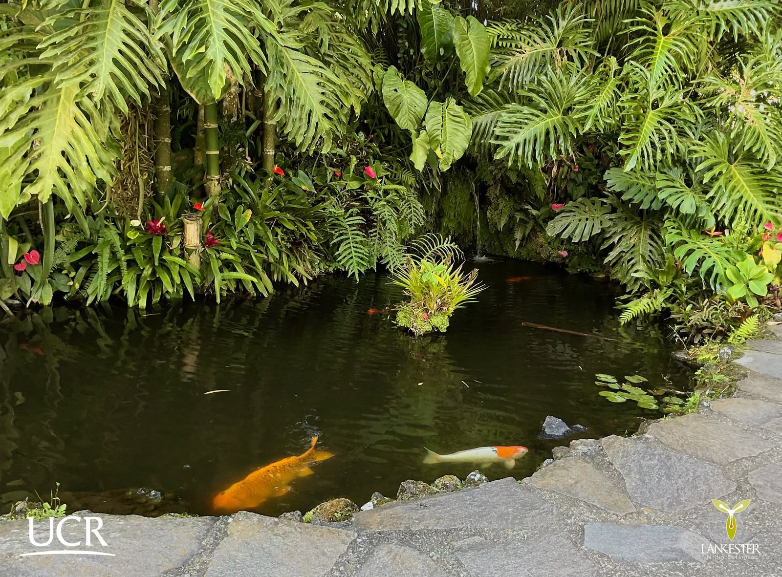 Jardín Botánico Lankester