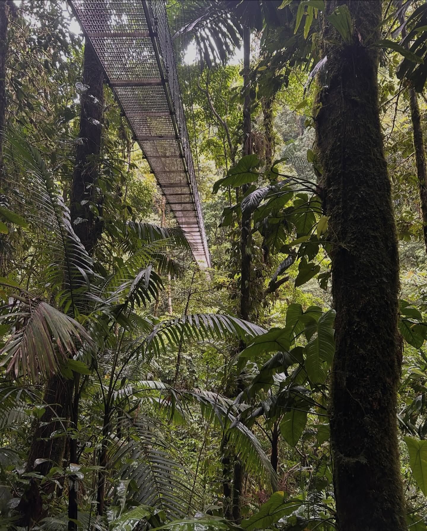 Mistico Park – Puentes Colgantes