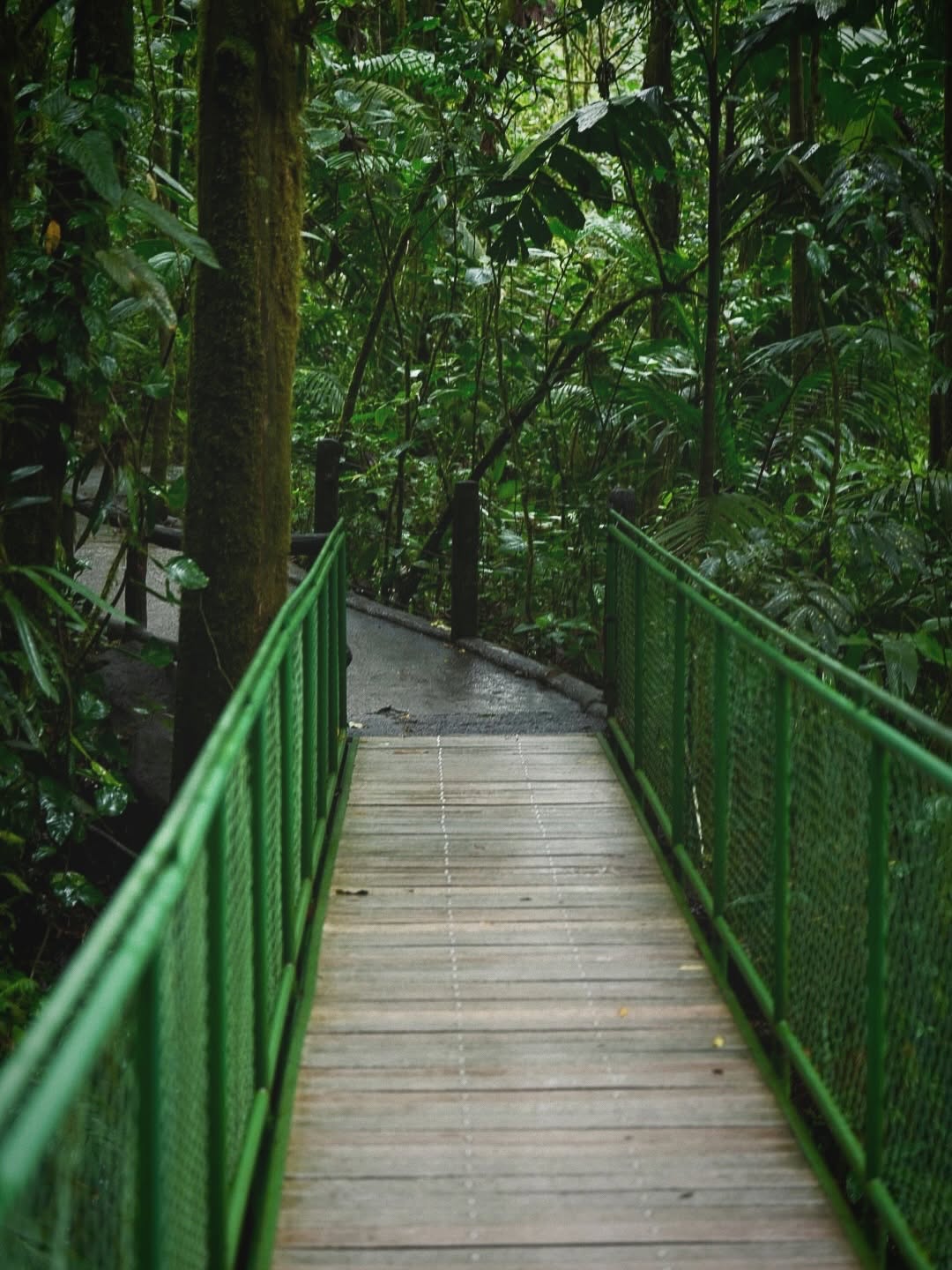 Mistico Park – Puentes Colgantes