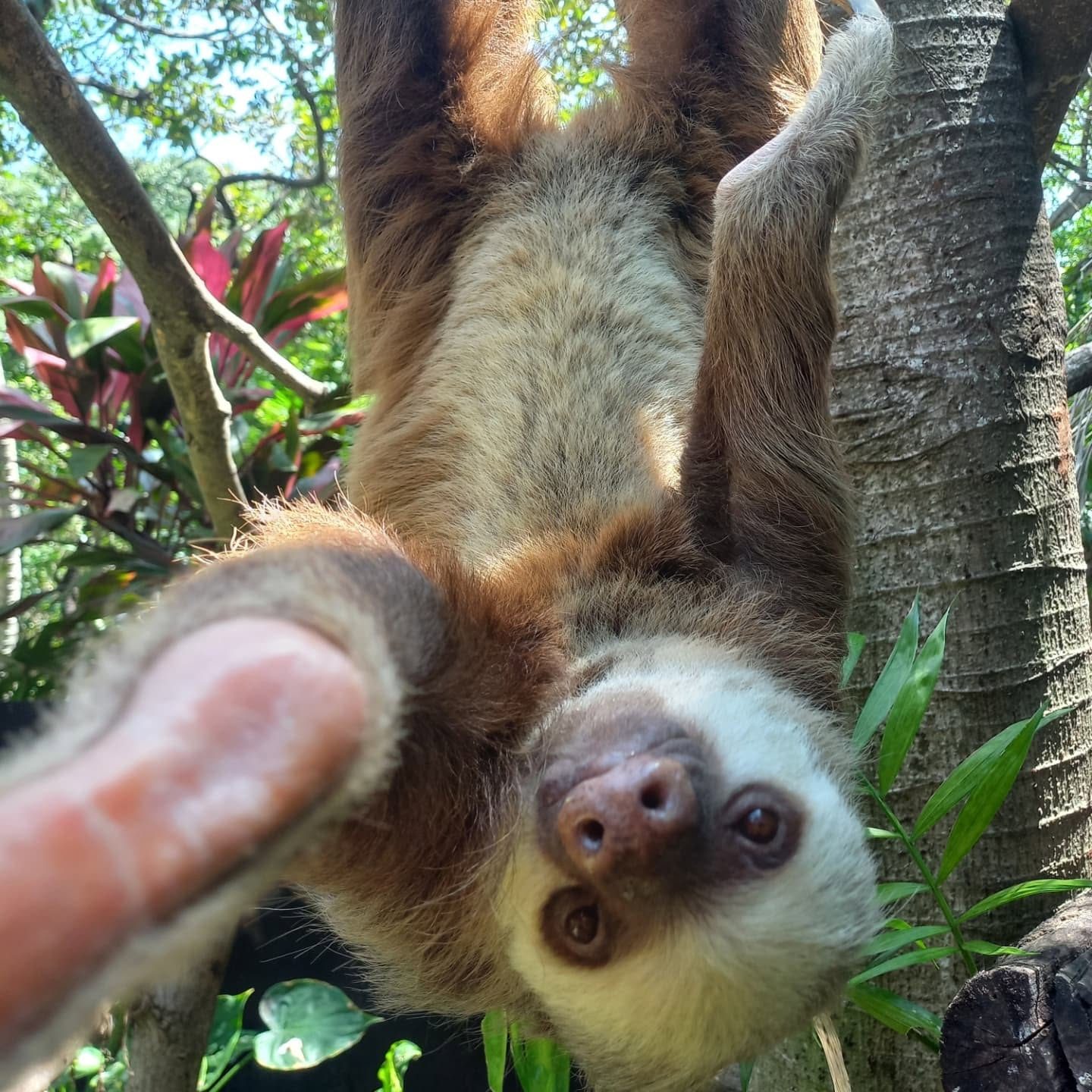 Refugio Animal de Costa Rica