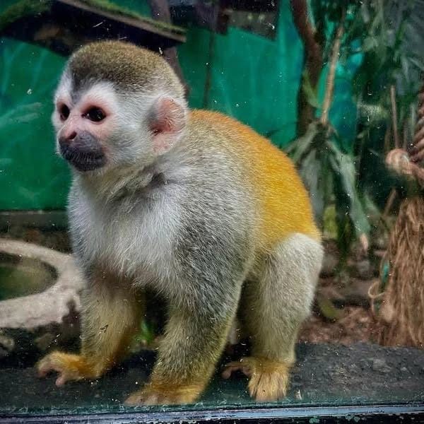 Refugio Animal de Costa Rica