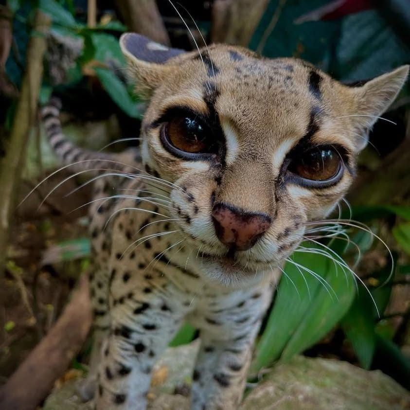 Refugio Animal de Costa Rica