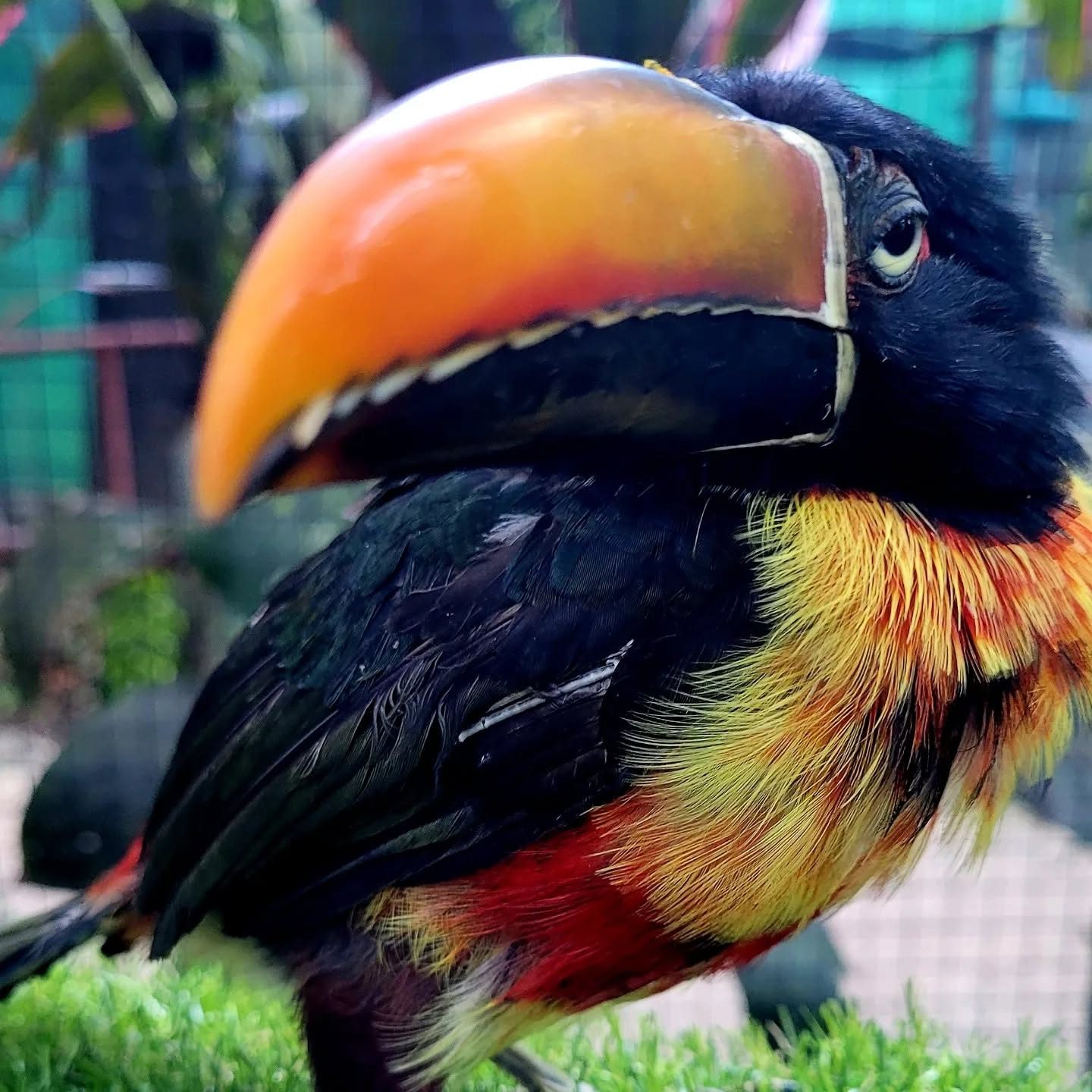 Refugio Animal de Costa Rica