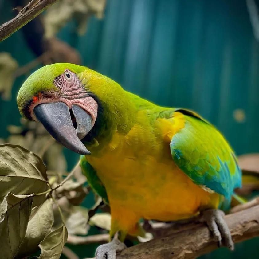 Refugio Animal de Costa Rica