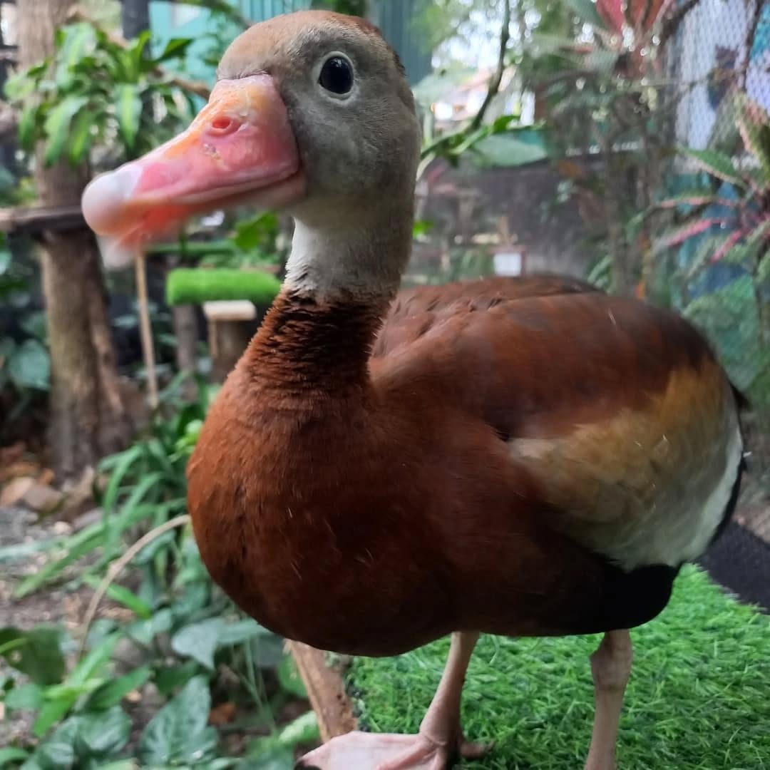 Refugio Animal de Costa Rica