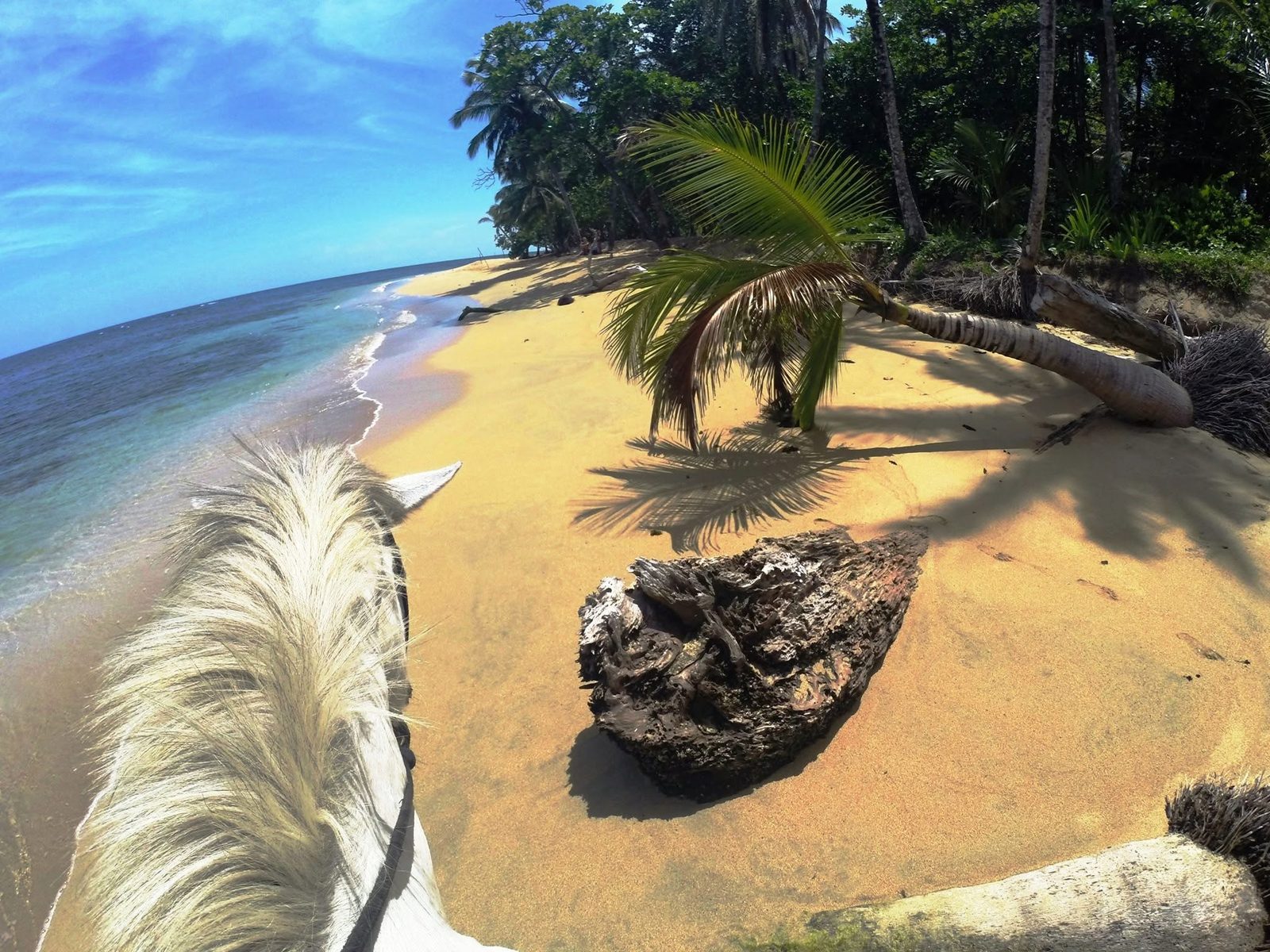Ride the Rainforest